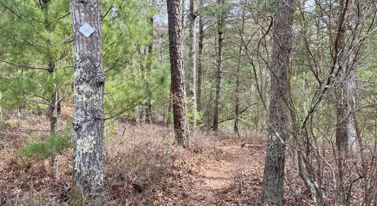 A photograph of a forest trailhead with a white blaze on one tree.