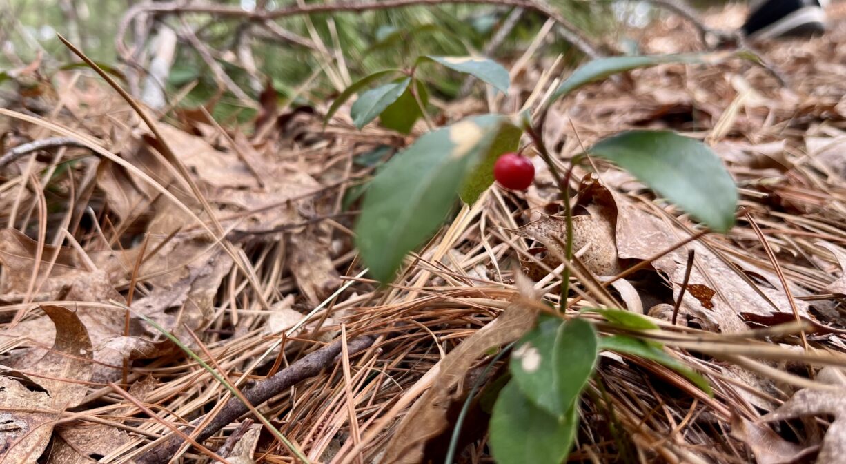 A photograph of wintergreen growing up from within pine needles.