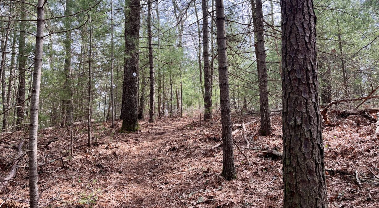 A photograph of a forest trail, leading uphill.