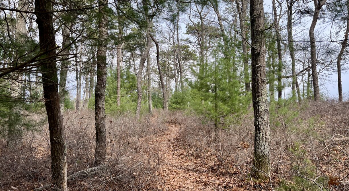 A photograph of a forest trail, leading toward a clearing.