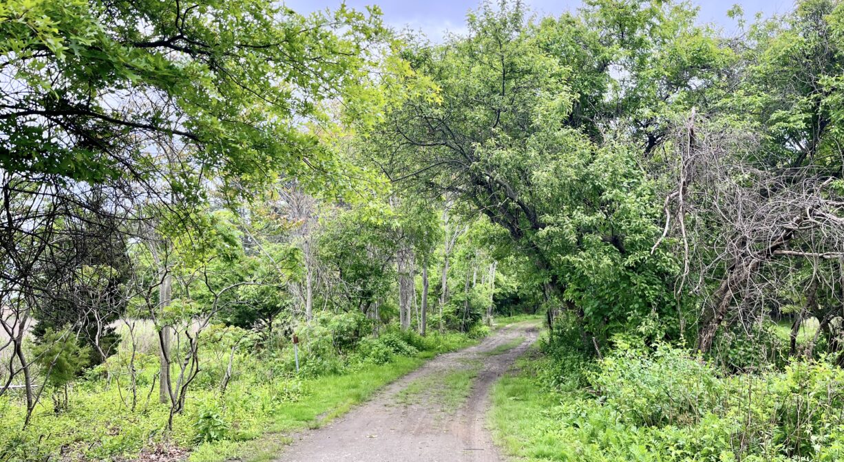 A photograph of an unpaved road through a light green forest.