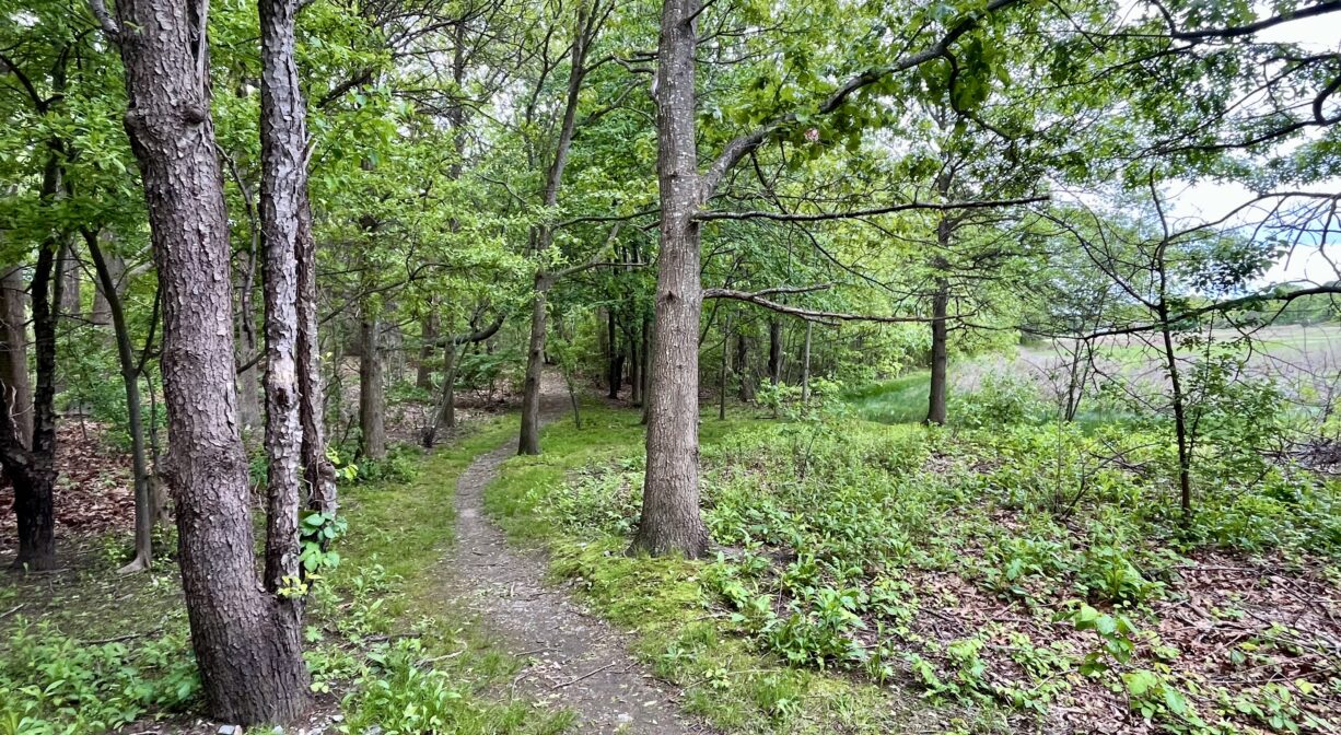 A photograph of a narrow trail through a green, open forest.