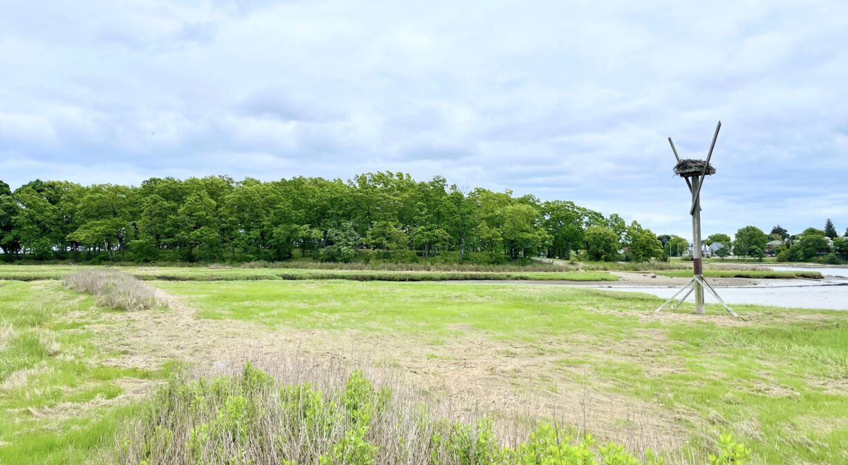 A photograph of an osprey next beside a salt marsh.
