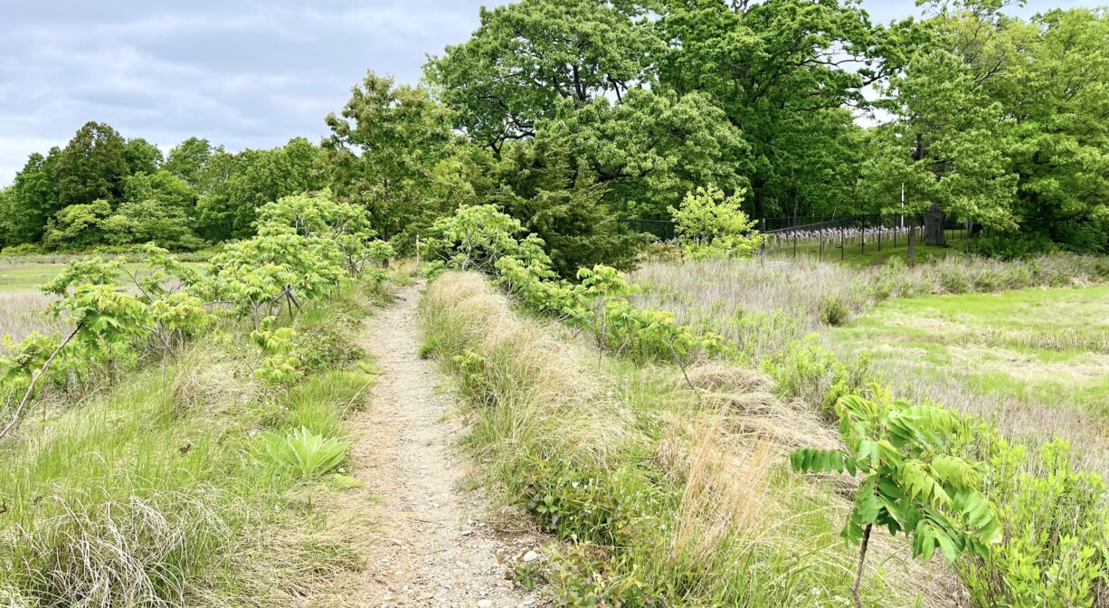 A photograph of a narrow trail along a ridge beside a salt marsh and woodland.
