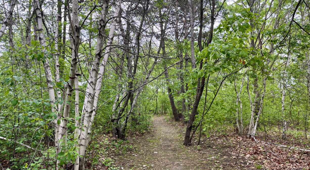 A photograph of a narrow trail through a woodland with birch trees.