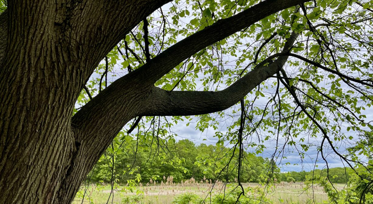 A photograph of a large tree framing a view of a salt marsh.