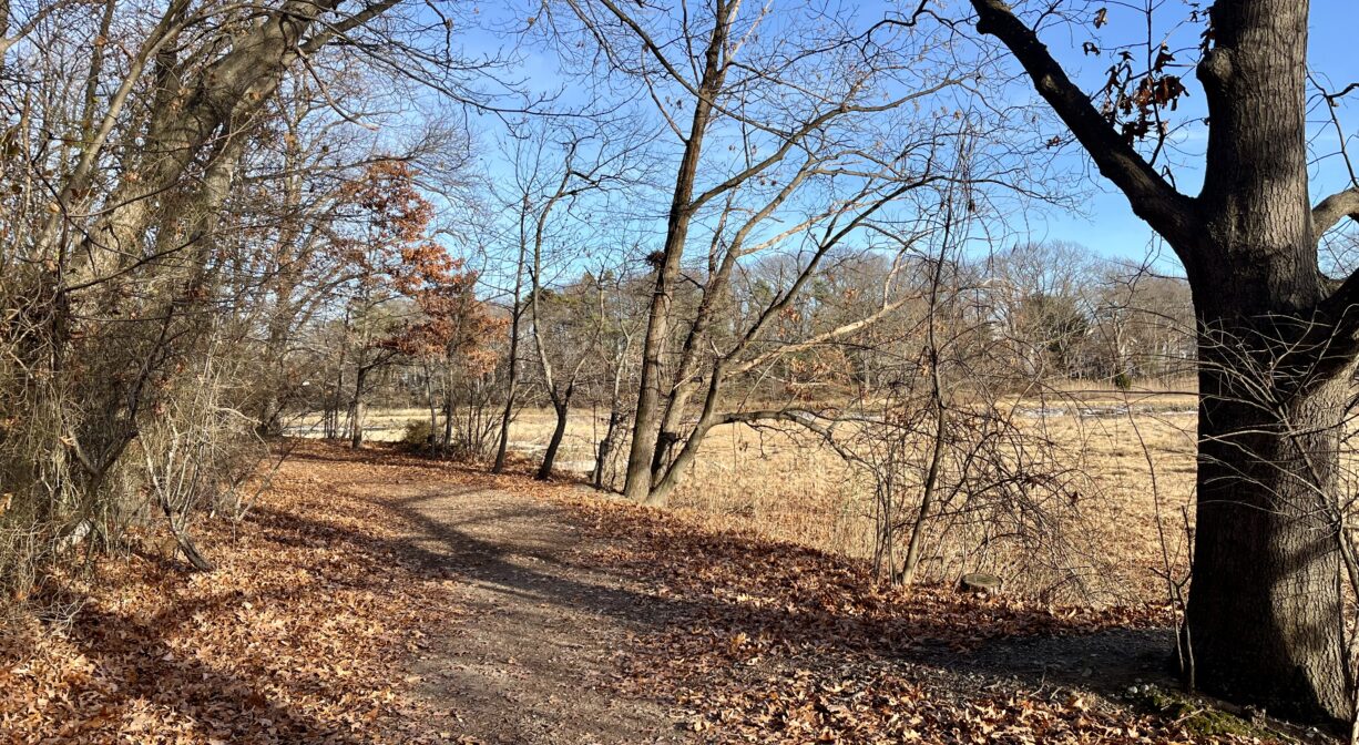 A photograph of a trail through a woodland beside a salt marsh.