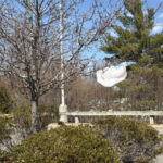 Plastic bag in tree