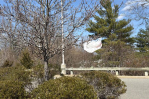 Plastic bag in tree