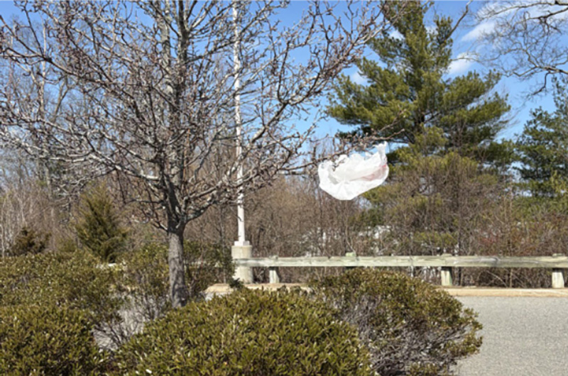 Plastic bag in tree